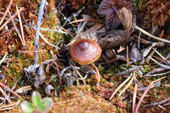 Cortinarius subfloccopus