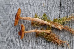 Cortinarius subfloccopus