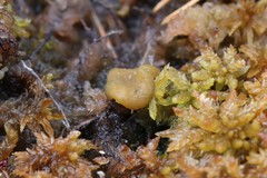 Ascocoryne turficola