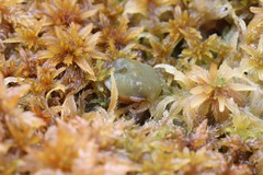 Ascocoryne turficola