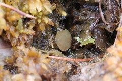 Ascocoryne turficola