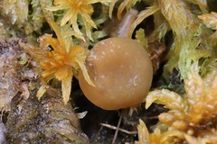 Ascocoryne turficola