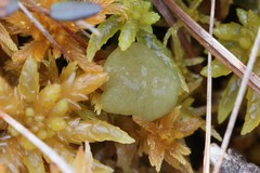 Ascocoryne turficola