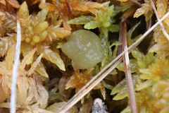 Ascocoryne turficola