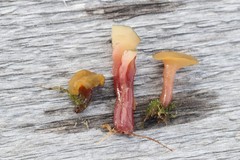 Ascocoryne turficola