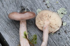 Lactarius vietus