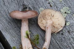 Lactarius vietus