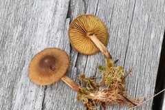 Cortinarius huronensis