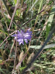 Cichorium intybus