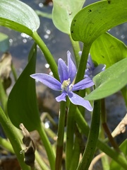 Heteranthera