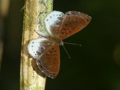 Adelotypa leucocyana