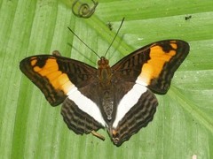 Adelpha capucinus capucinus