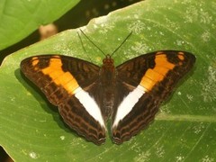 Adelpha fabricia