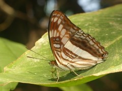 Adelpha fabricia