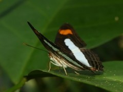 Adelpha iphiclus iphiclus