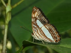 Adelpha iphiclus iphiclus
