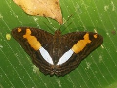 Adelpha jordani