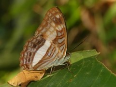 Adelpha jordani