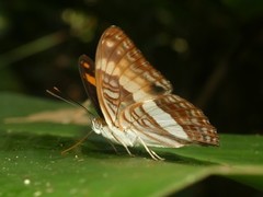 Adelpha jordani