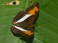 Adelpha plesaure phliassa