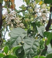 Justicia adhatodoides