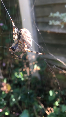 Araneus diadematus