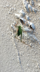 Leptophyes punctatissima