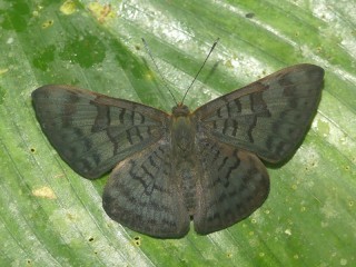 Emesis spreta