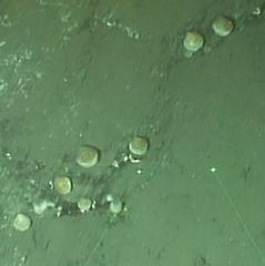 Laqueus californicus