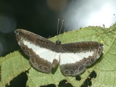Nymphidium baeotia