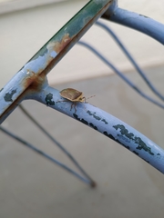 Nezara viridula