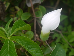 Arisaema murrayi