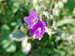 Anchusa officinalis