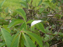 Arisaema murrayi
