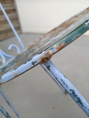 Nezara viridula