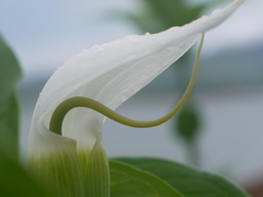 Arisaema murrayi