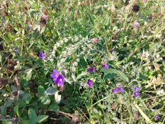 Anchusa officinalis