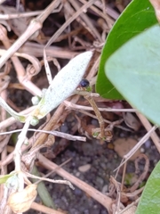 Scymnus