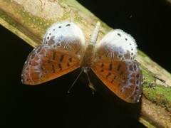 Adelotypa leucocyana