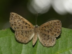 Adelotypa leucocyana