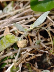Scymnus