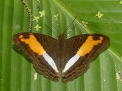 Adelpha cocala cocala