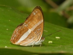 Adelpha cocala cocala