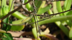 Lestes virgatus