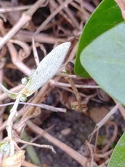 Scymnus