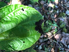 Napaeina