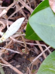 Scymnus