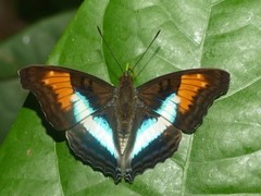 Doxocopa lavinia