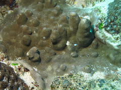 Porites lichen