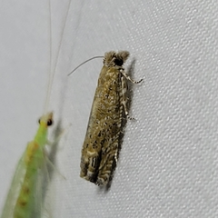 Pelochrista comatulana